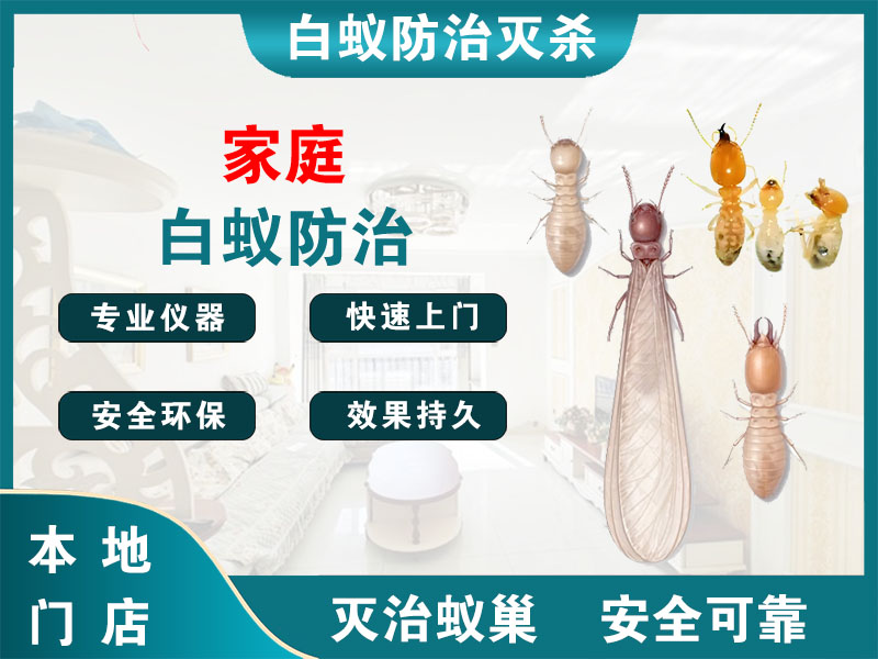 宁海家庭白蚁防治