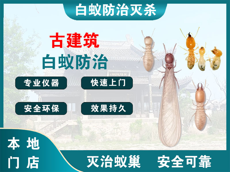 宁海古建筑白蚁防治