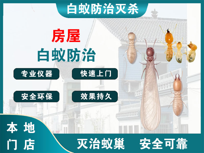 宁海房屋白蚁防治